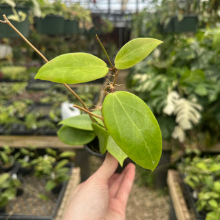 Hoya ilagorium (yellow)