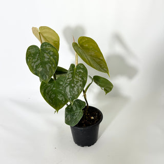 Z-4797 - Philodendron aff. brandtianum (Shingling Form)