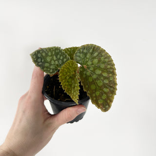 Begonia chlorosticta [#1799]