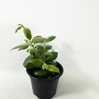 Hoya aeschynanthoides [#1596]