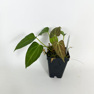 Anthurium 'Not The Mama' x Fairchild crystallinum [#2073]