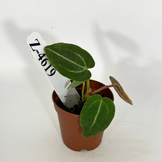 Z-4619 - Anthurium 'Tezula Dreamweaver'/dorayaki x 'Arnold Schwarzenegger' - Seedling
