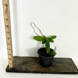 Hoya sp. Phu Yen (splash) [#2276]