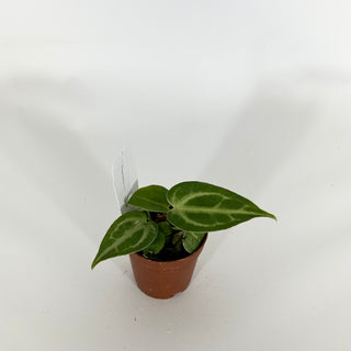 Anthurium 'Blue Velvet' x self - 2 Seedlings [#1615]