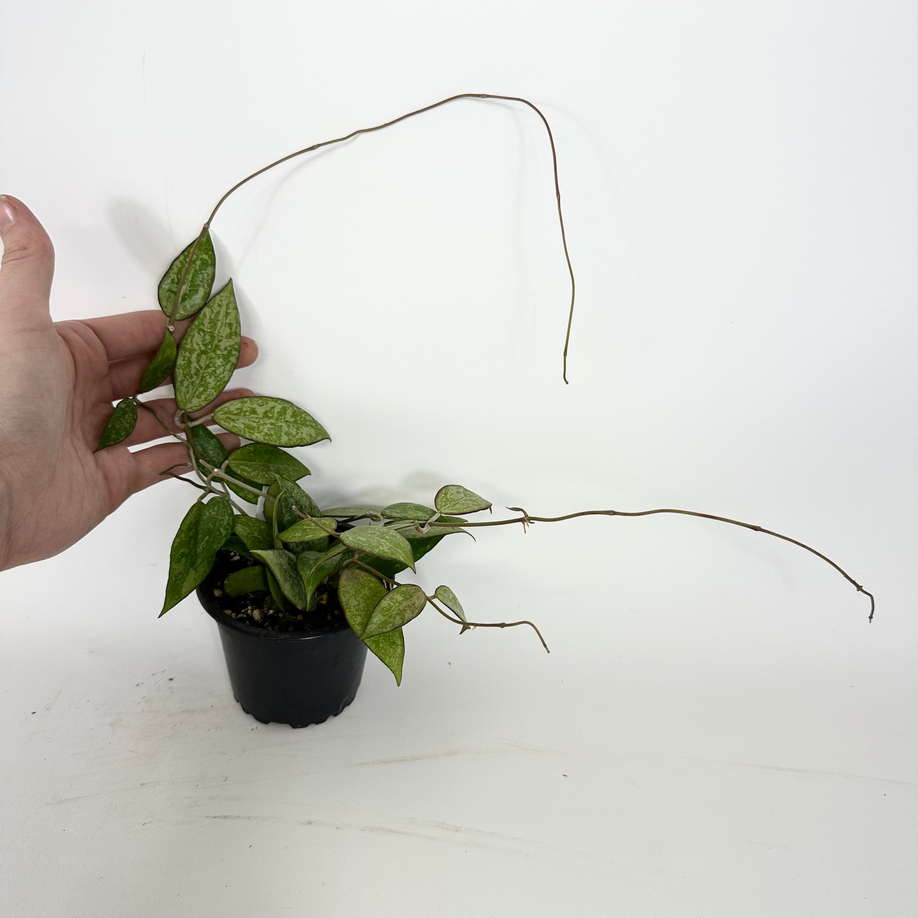 ごろ様　 HOYA 2点　250624 ごろ様 HOYA 2点 250624 ごろ様 HOYA 2点 250624 ごろ様 HOYA 2