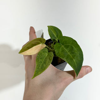 Anthurium 'Arnold Schwarzenegger' x self [#1992]