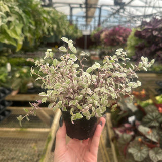 Callisia repens 'Pink Lady'