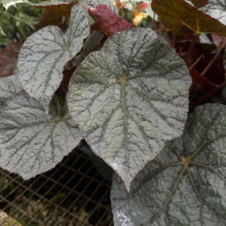 Begonia 'Steve's Leaves Saxon's Dream'