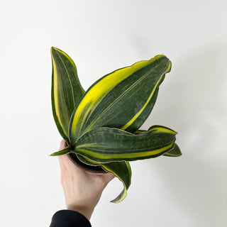 Z-5236 - Sansevieria masoniana "Golden"