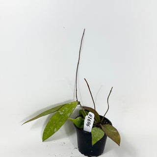 Hoya kaikoeana [#1696]