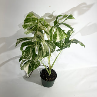 Z-5023 - Monstera deliciosa var. borsigiana albo-variegata
