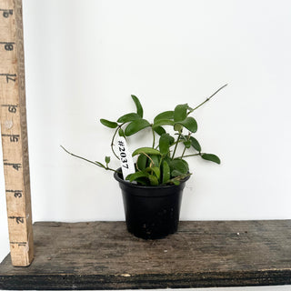 Hoya yuennanensis [#2037]