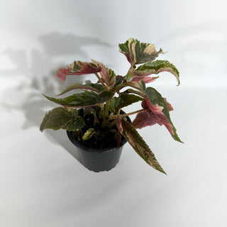 Begonia 'Ginny Galaxy' [#1871]
