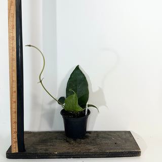 Hoya macrantha [#2187]