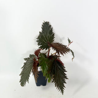 Begonia serratipetala 'Miri' [#2059]