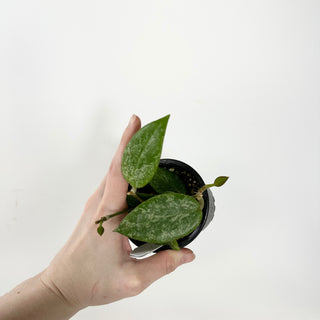 Hoya 'Rime' (splash) [#1644]