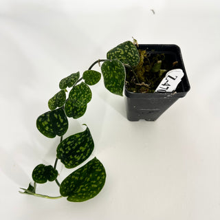 Z-4707 - Scindapsus pictus "Green Form" (Hassk)