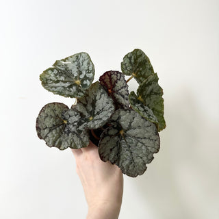 Begonia 'Steve's Leaves Frostbite' [#2016]
