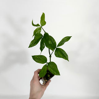 Z-4513 - Anthurium pentaphyllum