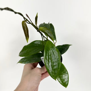 Hoya persiciana [#2118]