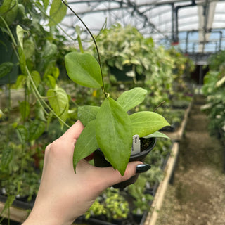 Hoya deleoniorum