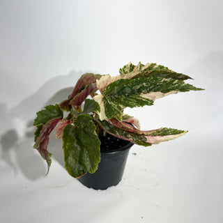 Begonia 'Ginny Galaxy' [#1886]