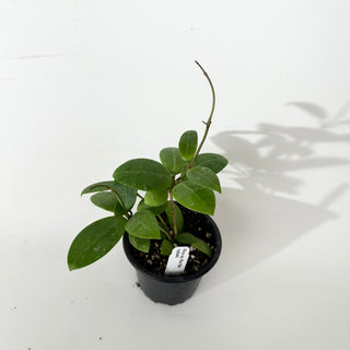 Hoya sp. Phu Yen (splash)