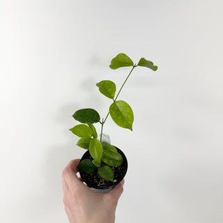 Hoya sp. Ovalau Island [#1749]