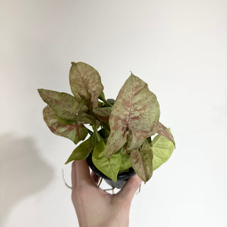 Syngonium podophyllum 'Pink Anya' [#2010]