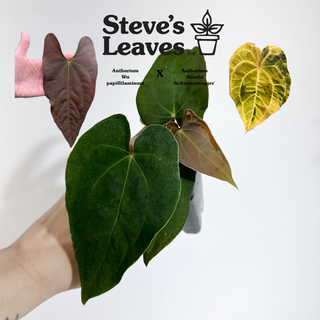 Anthurium Wu papillilaminum x 'Arnold Schwarzenegger' [#1788]