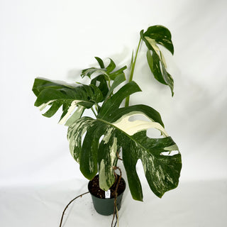 Monstera deliciosa var. borsigiana albo-variegata [#1521]