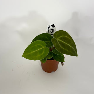 Anthurium 'Big Bertha' x self - 2 Seedlings [#1512]