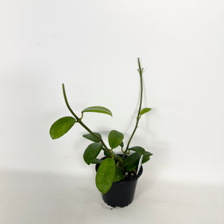 Hoya liangii [#2292]