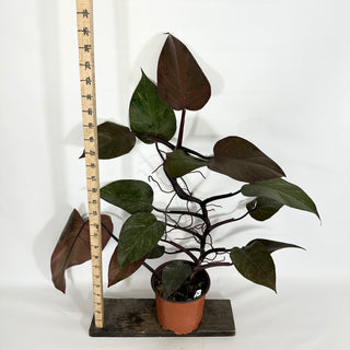 Z-4625 - Philodendron 'Orange Princess' (Non-TC)