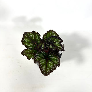 Begonia 'Fairytale' [#2172]