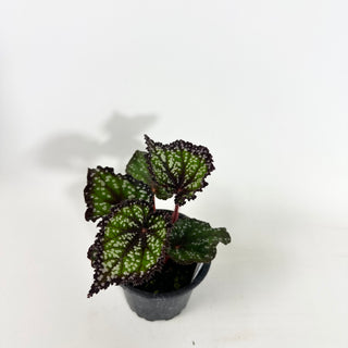Begonia 'Fairytale' [#2150]