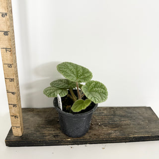 Begonia U702 [#2311]