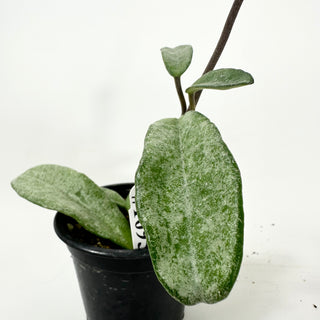 Hoya carnosa 'Grey Ghost' [#1695]