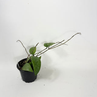 Hoya honglenae [#1694]