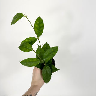 Hoya campanulata [#2216]