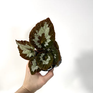 Begonia rex (putzey) [#2171]