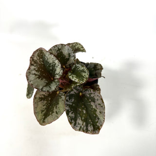 Begonia sykakiengii [#2168]