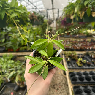 Hoya stoneana