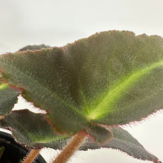 Begonia 'Magdalene Madsen' [#2489]