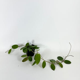 Hoya vangviengiensis [#2223]