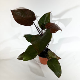Z-4890 - Philodendron 'Orange Princess' (Non-TC)