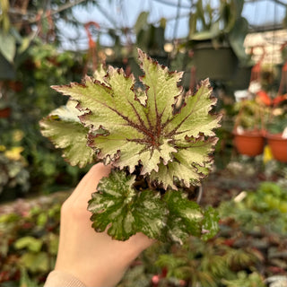 Begonia '50 Shades of Gray'