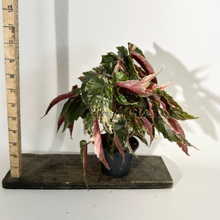 Begonia 'Ginny Galaxy' [#2244]