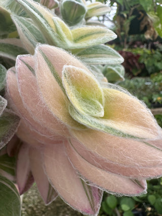 Tradescantia sillamontana variegata