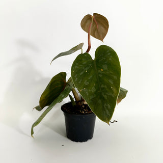 Z-4418 - Philodendron aff. brandtianum (Shingling Form)